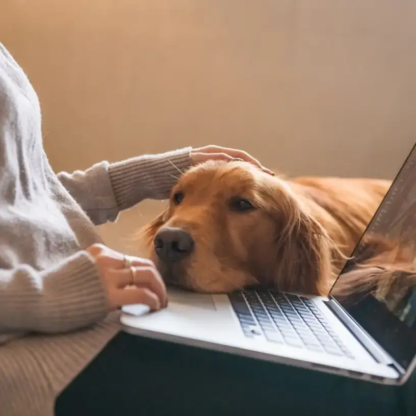 Dog lying head on owner's laptop keyboard
