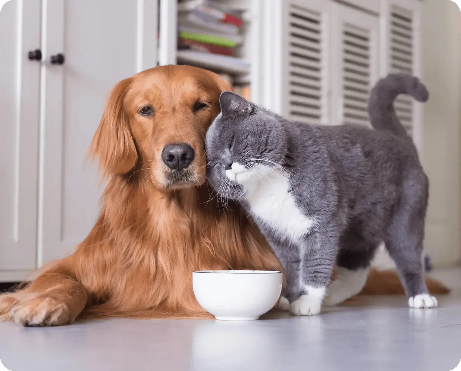 pet-insurance-it-pays-to-compare